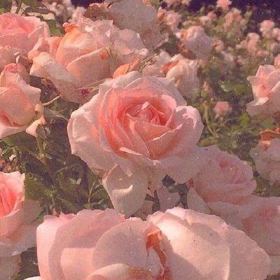 Whispers of Dawn Pastel Arrangement